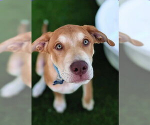 Labrador Retriever-Unknown Mix Dogs for adoption in Sheboygan, WI, USA