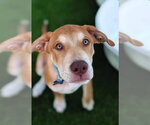 Small Labrador Retriever Mix