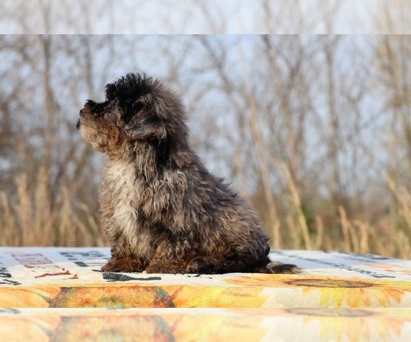 Medium Photo #24 ShihPoo Puppy For Sale in DYERSBURG, TN, USA