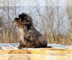 Small #23 ShihPoo