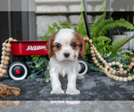 Puppy Kira Cavalier King Charles Spaniel