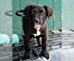 Small #2 Australian Terrier Mix