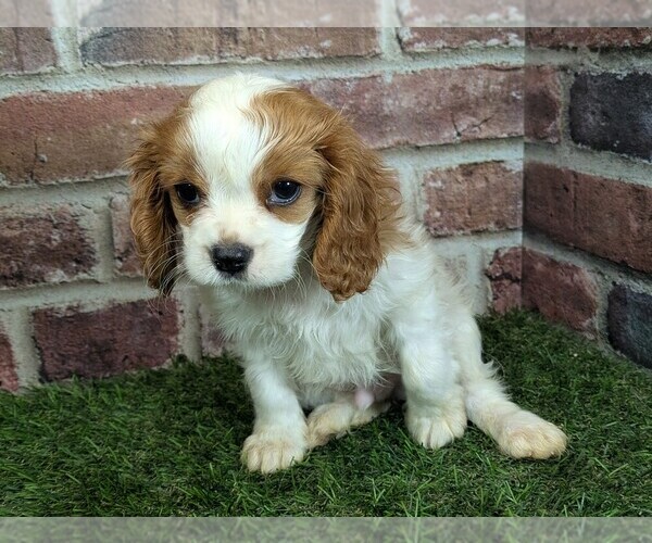 Medium Photo #4 Cavalier King Charles Spaniel Puppy For Sale in MOBERLY, MO, USA