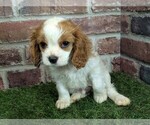 Small #3 Cavalier King Charles Spaniel