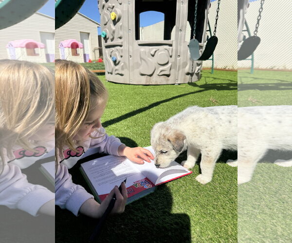 Medium Photo #7 Mutt Puppy For Sale in Sandy, UT, USA