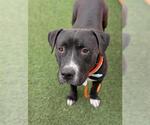 Small #3 American Pit Bull Terrier Mix