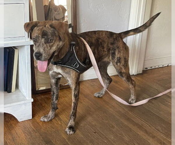 Medium Photo #3 Catahoula Leopard Dog-Unknown Mix Puppy For Sale in Ventura, CA, USA