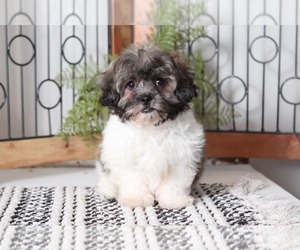 Zuchon Puppy for sale in NAPLES, FL, USA