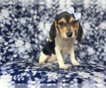 Small #6 Beagle