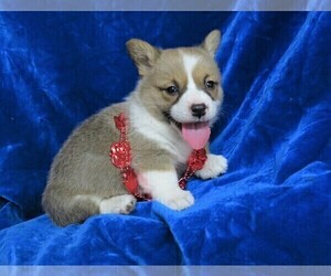Pembroke Welsh Corgi Puppy for sale in NORWOOD, MO, USA