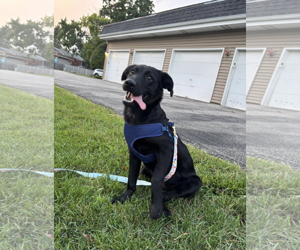 Medium Photo #2 Labrador Retriever-Unknown Mix Puppy For Sale in Wheaton, IL, USA