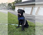Small #1 Labrador Retriever Mix