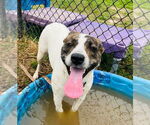 Small #6 American Pit Bull Terrier Mix