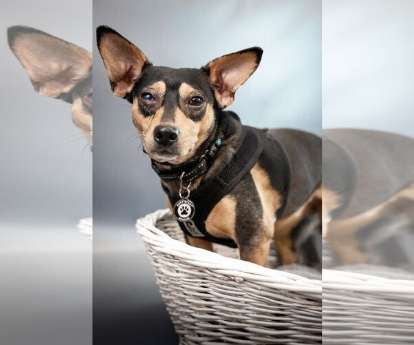 Medium Photo #4 Chiweenie Puppy For Sale in Princeton, MN, USA