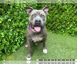 American Pit Bull Terrier Dogs for adoption in West Palm Beach, FL, USA