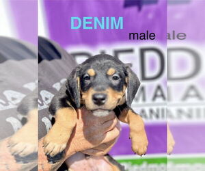 Mutt Dogs for adoption in Mooresville, NC, USA