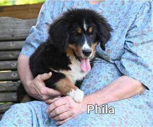 Bernese Mountain Dog Puppy for Sale in BRIDGEWATER, Virginia USA