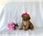 Puppy Lollie Cavapoo