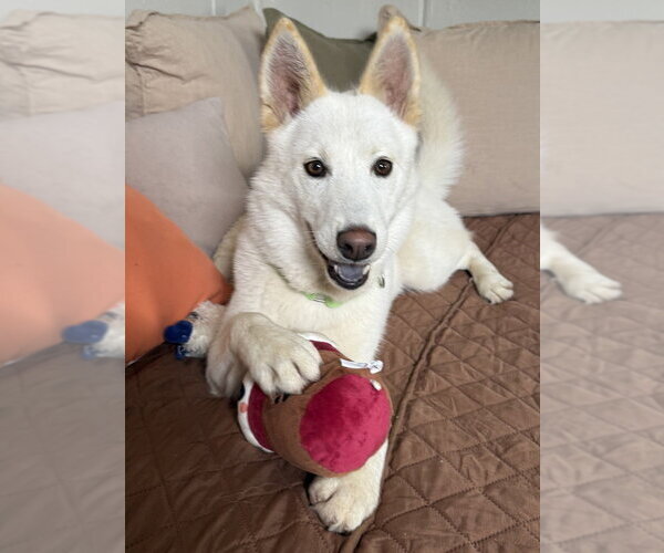 Medium Photo #6 Siberian Husky-Unknown Mix Puppy For Sale in San Leon, TX, USA