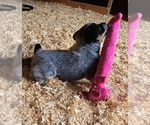 Small Photo #15 Australian Cattle Dog Puppy For Sale in CURRAN, MI, USA