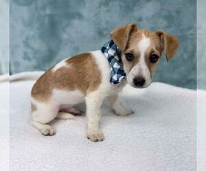 Chihuahua-Unknown Mix Dogs for adoption in Lakewood, CO, USA