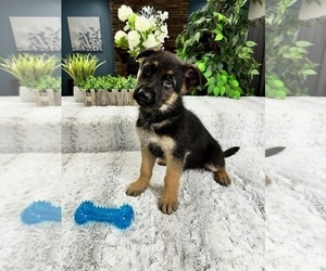 German Shepherd Dog Puppy for Sale in GREENFIELD, Indiana USA