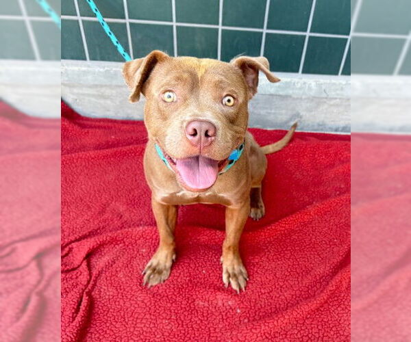 Medium Photo #1 Mutt Puppy For Sale in Rancho Cucamonga, CA, USA