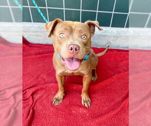 Mutt Dogs for adoption in Rancho Cucamonga, CA, USA