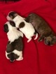 Small Photo #1 Shih Tzu Puppy For Sale in AVONDALE-GOODYEAR, AZ, USA