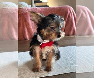 Yorkshire Terrier Puppy for sale in TEMECULA, CA, USA