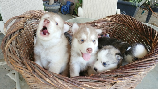 Medium Photo #1 Siberian Husky Puppy For Sale in FRESNO, CA, USA