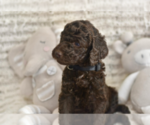 Small #1 Labradoodle mix (+ Poodle Standard)