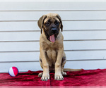 Small #7 Mastiff