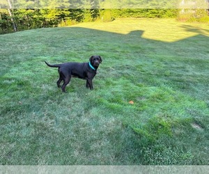 Labrador Retriever Puppy for Sale in DEERFIELD, New Hampshire USA