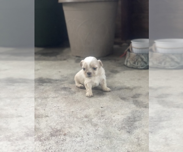 Medium Photo #12 Shih Tzu Puppy For Sale in MILTON, FL, USA