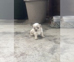 Small Photo #12 Shih Tzu Puppy For Sale in MILTON, FL, USA