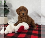 Small #1 Goldendoodle (Miniature)