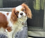 Small Photo #1 Cavalier King Charles Spaniel Puppy For Sale in HACKETTSTOWN, NJ, USA