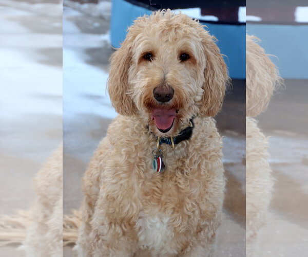 Medium Photo #5 Goldendoodle Puppy For Sale in Glendale , AZ, USA