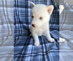Small Photo #10 Siberian Husky Puppy For Sale in FAIRFIELD, CA, USA