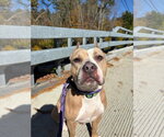 Small Photo #2 American Pit Bull Terrier-Unknown Mix Puppy For Sale in Brewster, NY, USA