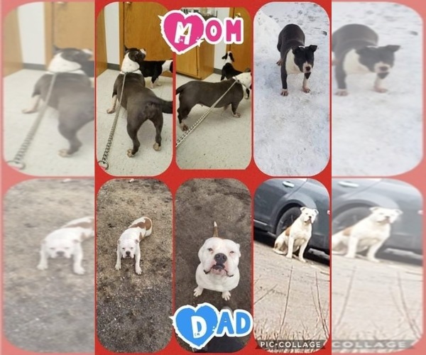 Medium Photo #1 Bullypit Puppy For Sale in LONG PRAIRIE, MN, USA