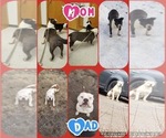 Small Photo #1 Bullypit Puppy For Sale in LONG PRAIRIE, MN, USA