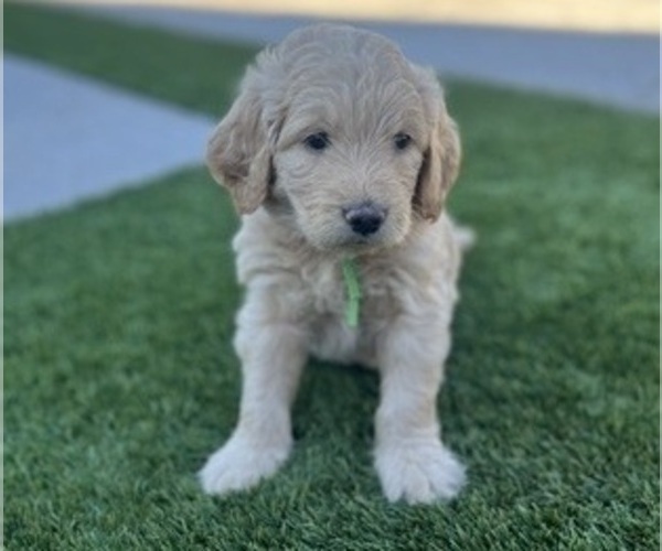 Medium Photo #15 Goldendoodle Puppy For Sale in PHOENIX, AZ, USA