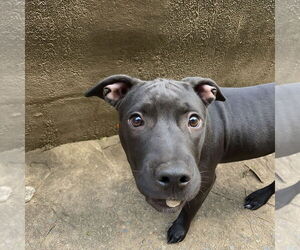 American Pit Bull Terrier Dogs for adoption in Minneapolis, MN, USA