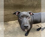 Small American Pit Bull Terrier