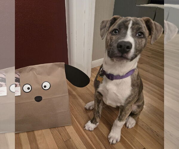 Medium Photo #3 Mutt Puppy For Sale in Fargo, ND, USA