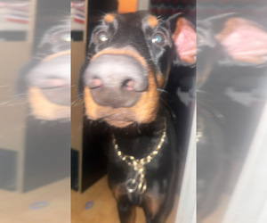 Doberman Pinscher Puppy for sale in CANOGA PARK, CA, USA
