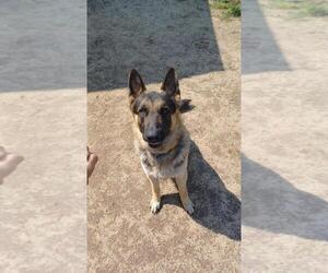 Father of the German Shepherd Dog puppies born on 11/28/2025