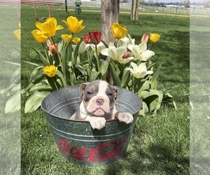 American Bulldog Puppy for sale in MIDDLEBURY, IN, USA